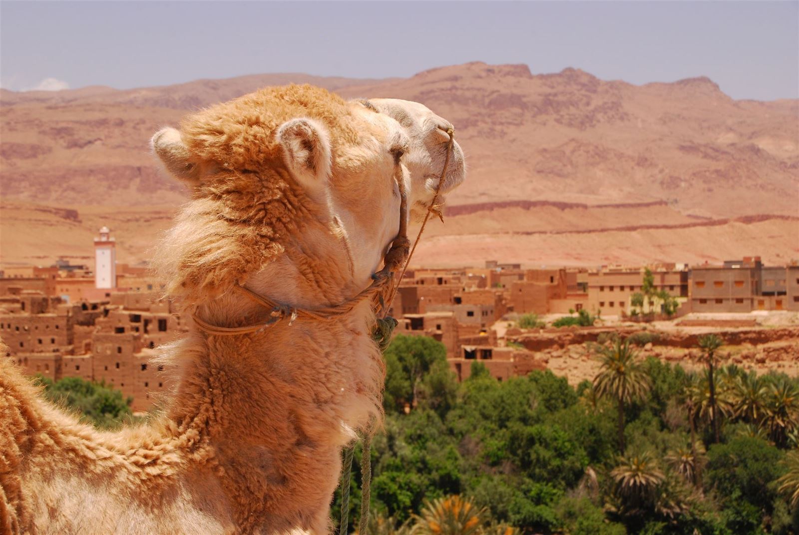 Kamel auf der Straße der Kasbahs